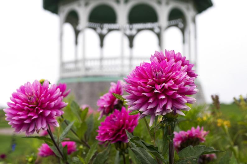 Ocean Park flowers. 