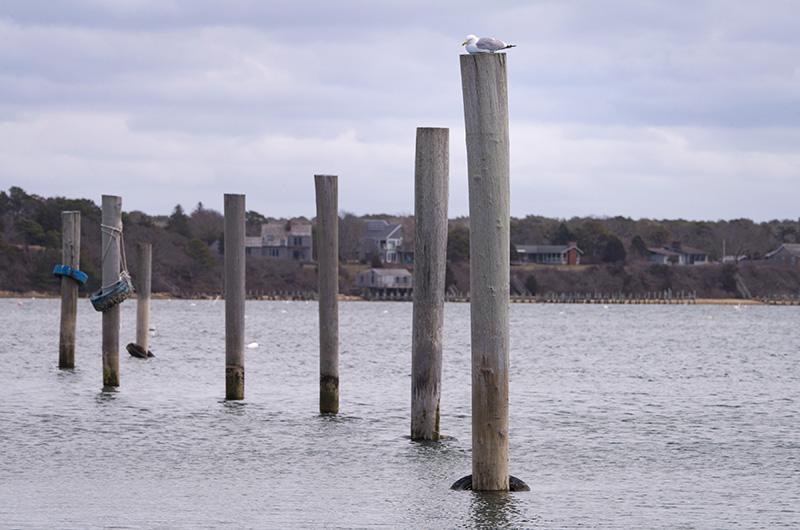 gull, Edgartown harbor, Martha's Vineyard