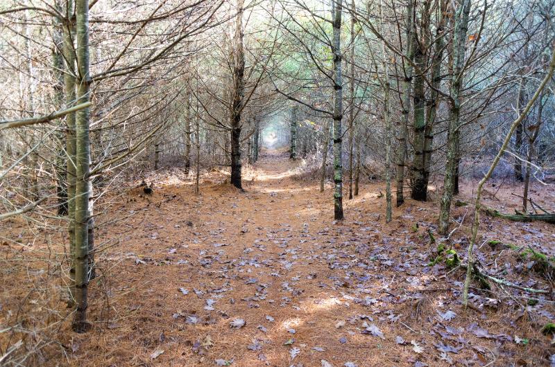 island forest path
