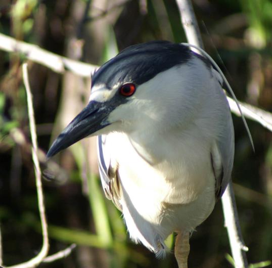 Black Crowned Night Heron