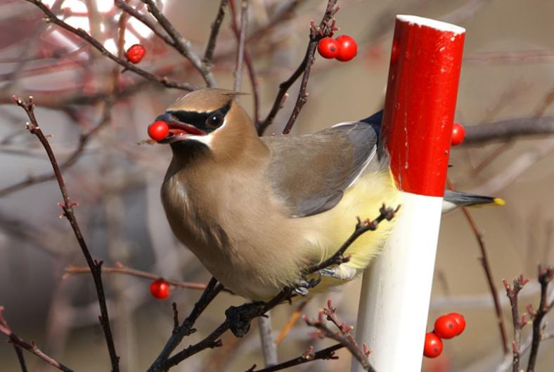 Cedar Waxwing