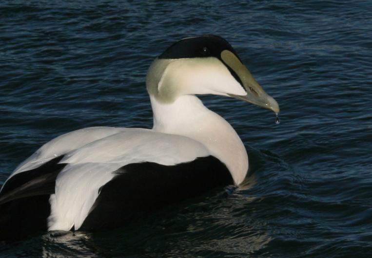 Common Eider