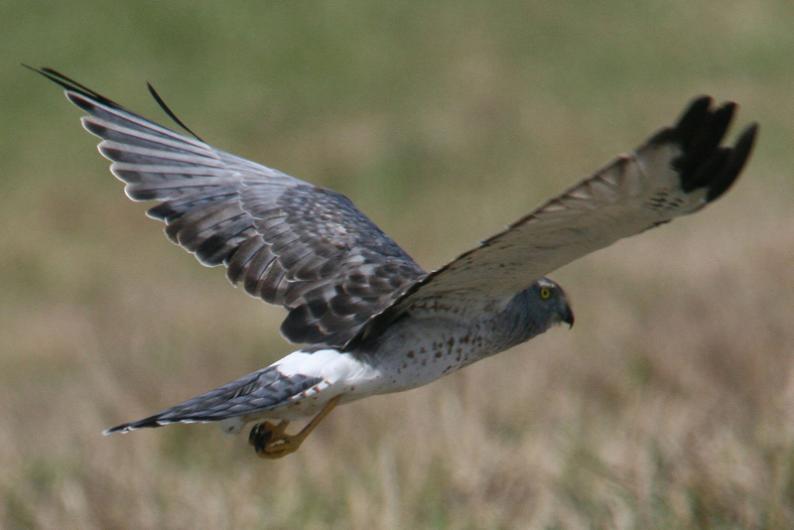 Harrier