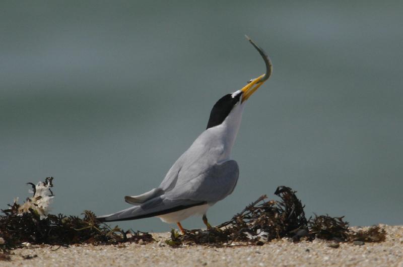 Least Tern