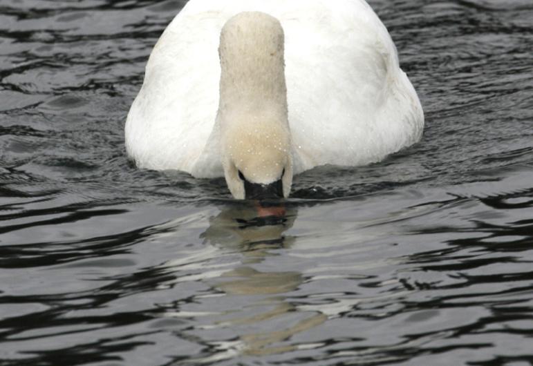 Mute Swan