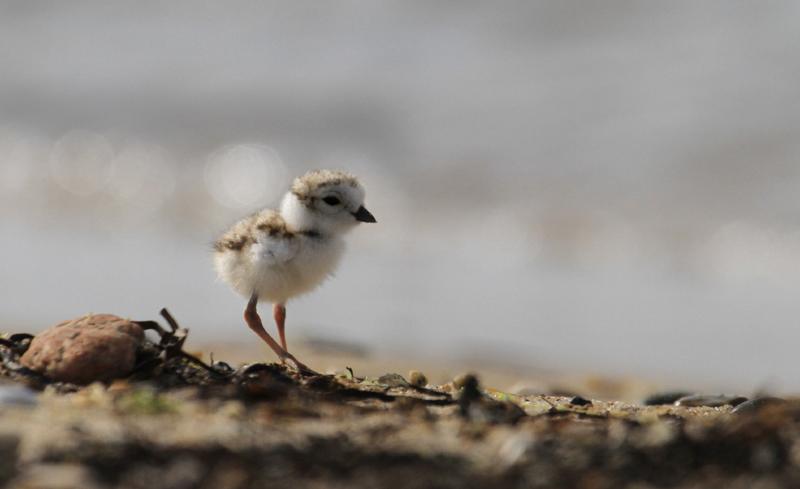 Piping Plover chick