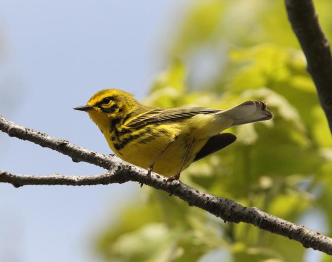 Prarie Warbler