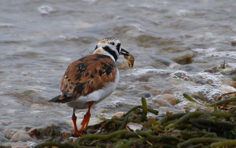 Ruddy Turnstone