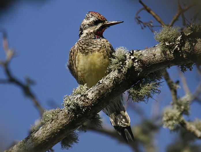 Yellow-Bellied Sapsucker