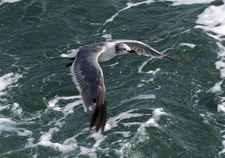 laughing gull