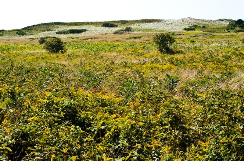 aquinnah, moshup trail, moors