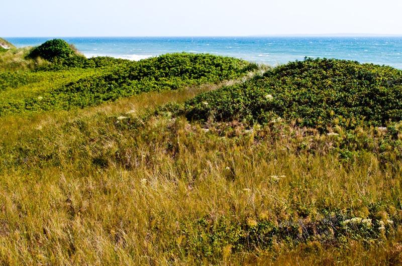 aquinnah, moshup trail, moors
