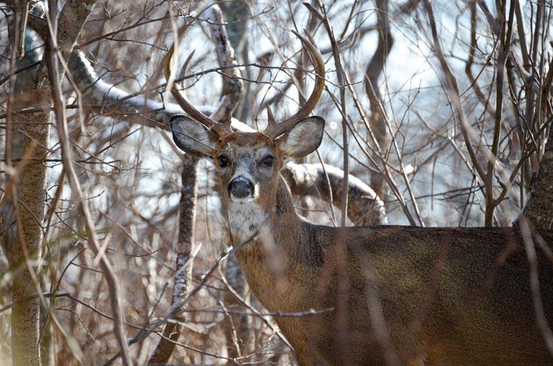 Deer, Aquinnah