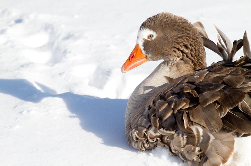 Farm Institute, Goose, Snow