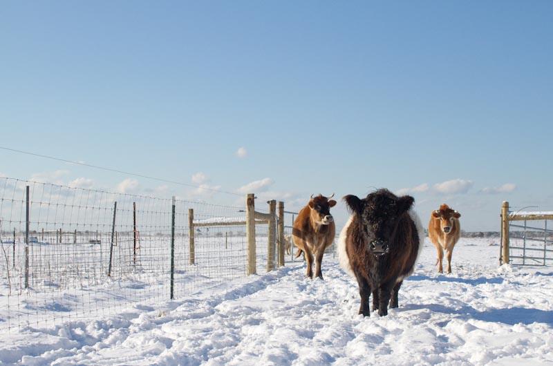 Farm Institute, Katama, Snow