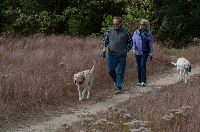 Dog walkers Island paradise.