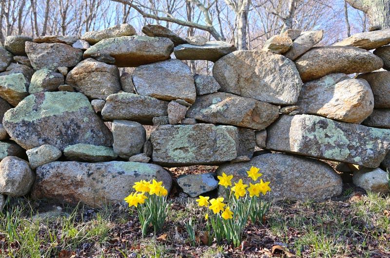 daffodils on south road