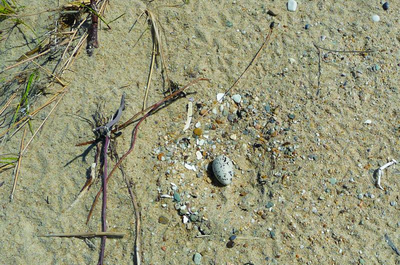 American oystercatcher nest