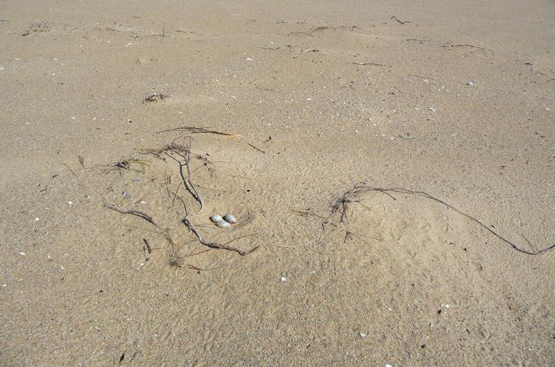 American oystercatcher nest 