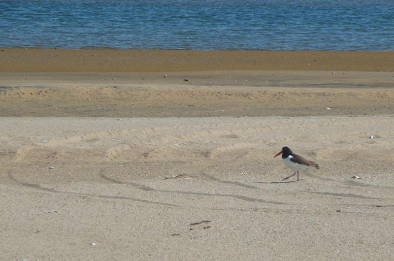 American oystercatcher 
