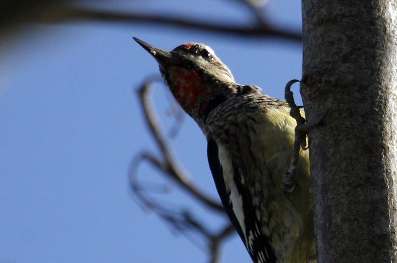 Yellow-bellied sapsucker. 