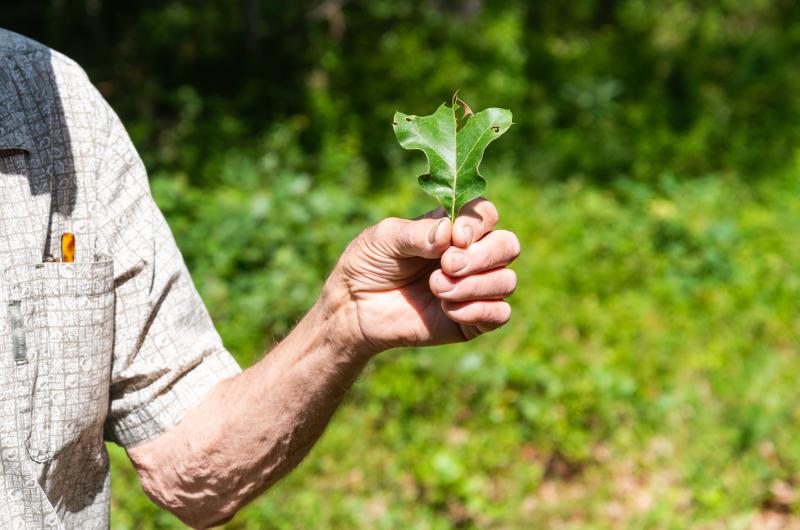 Bob Woodruff with an Scrub Oak leaf (Quercus ilicifolia).