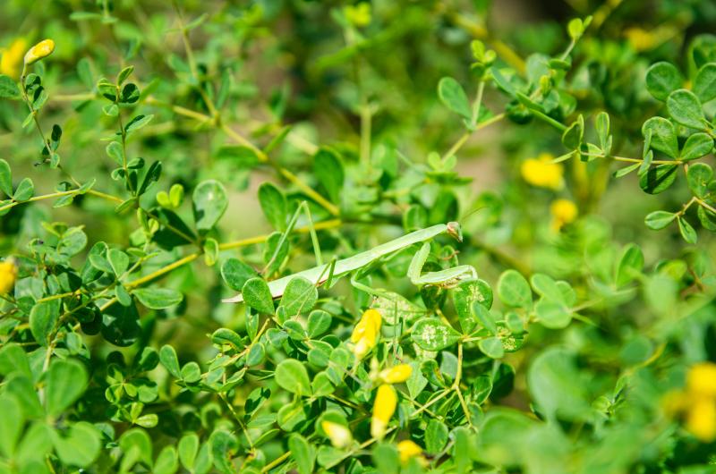 A Chinese Mantis (Tenodera sinensis) on a native legume.