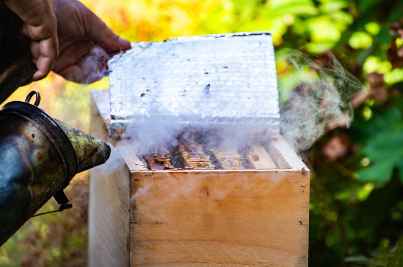 Tim Colon smoking a hive.
