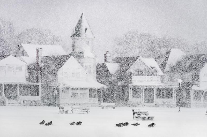 Geese take shelter in Ocean Park.