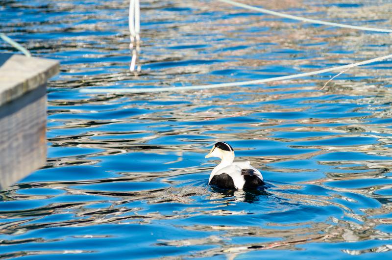 A common Eider in Menemsha harbor.