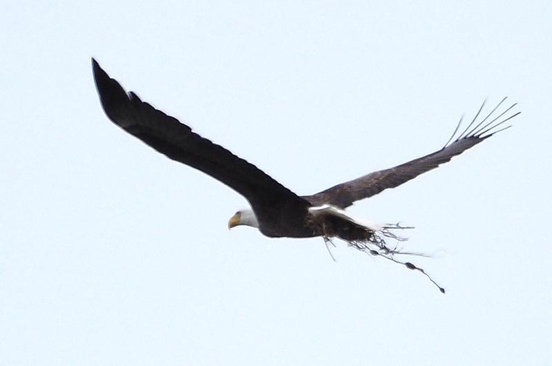 Bald eagle.
