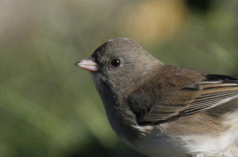 Dark-eyed junco.