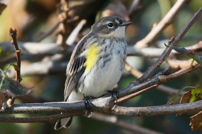 Yellow-rumped warbler.