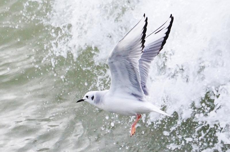 Bonaparte's gull.