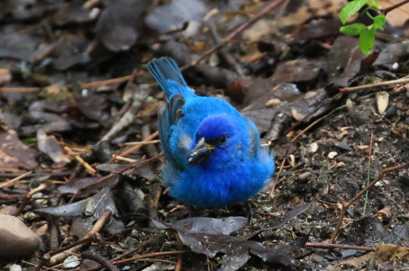 Indigo bunting.