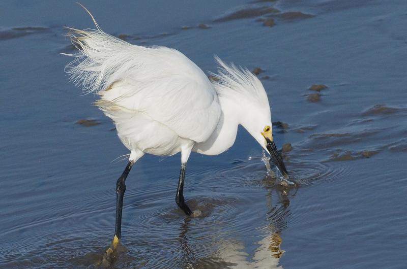 Snowy egret.