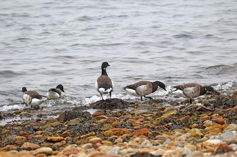 Brant.