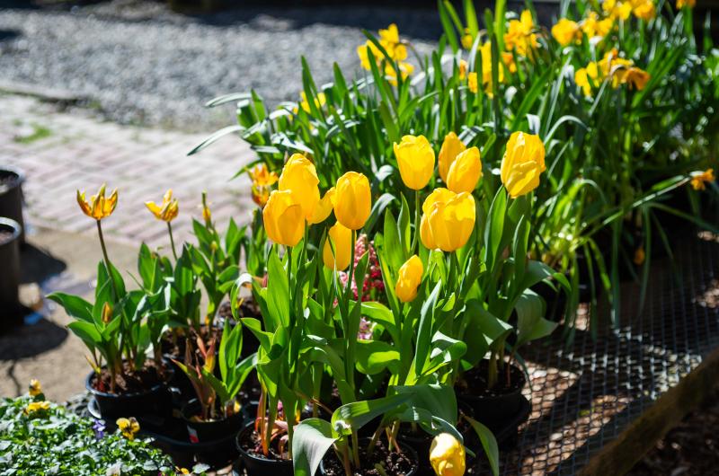 Gayle Gardens is bursting with Spring color.