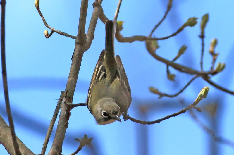 Blue-headed Vireo.