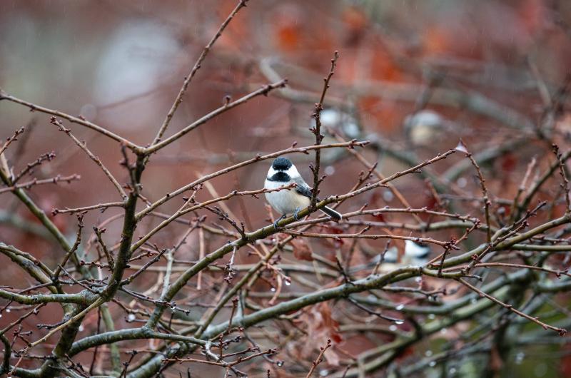 Black-capped chickadee in West Tisbury.