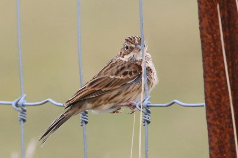 Vesper sparrow.
