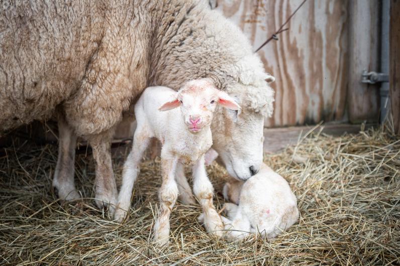 A steadfast mother at Allen Farm in Chilmark checks on a new lamb.