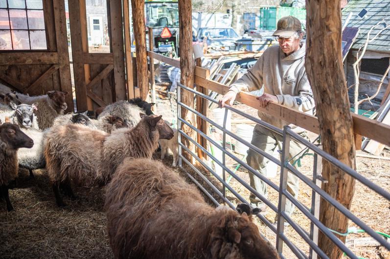 Allen Healy of Mermaid Farm watches over the sheep barn.