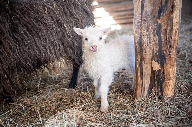 A true harbinger of spring.