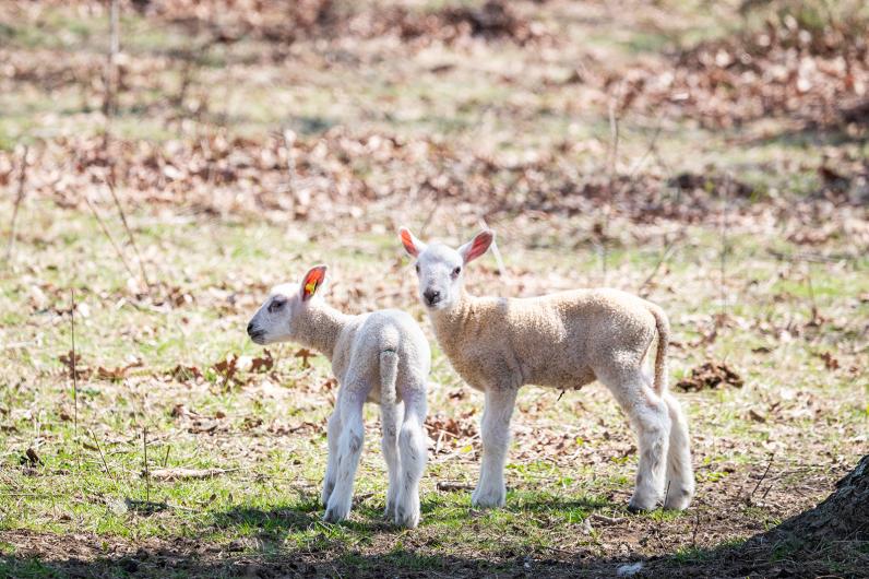 Two lambs at Flat Point Farm in West Tisbury take advantage of some nice weather.