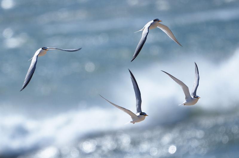 Least terns.