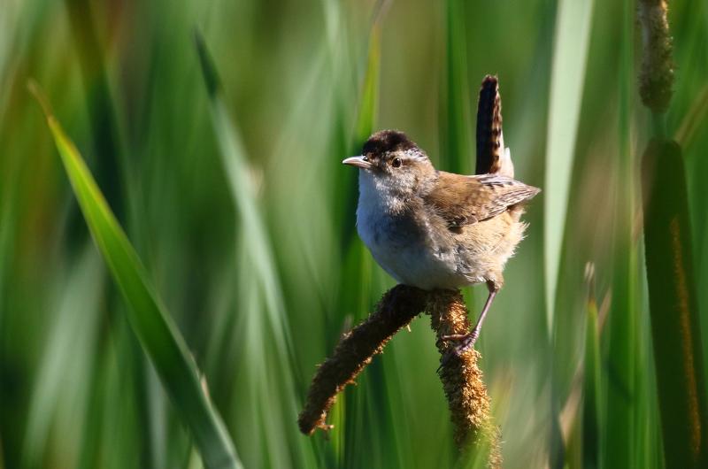 Marsh wren.