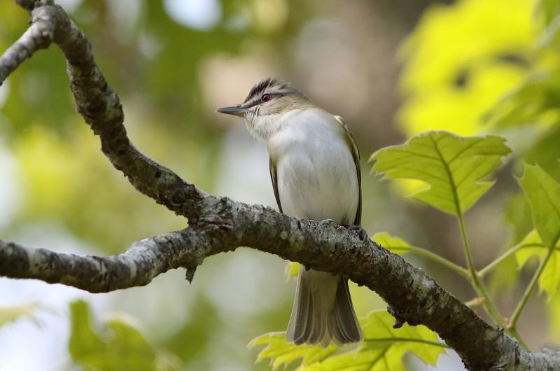 Red-eyed vireo.