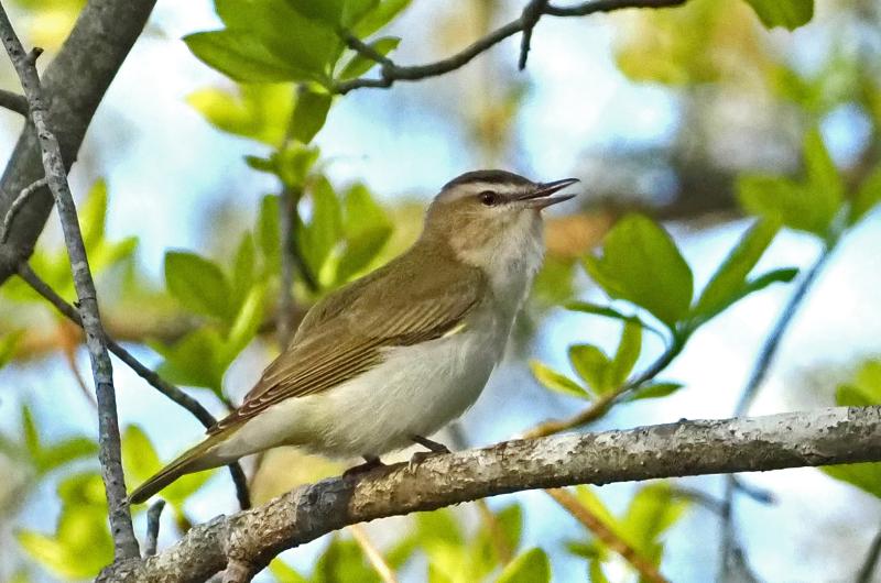 Red-eyed vireo.