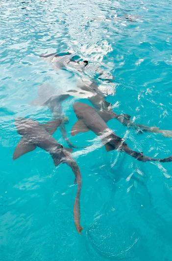 Sharks seen off Turks and Caicos.